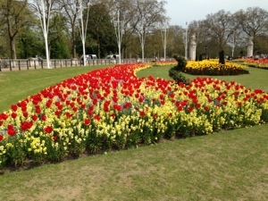 Palace tulips